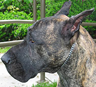 photo of a great dane