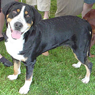 photo of a great swiss mountain dog