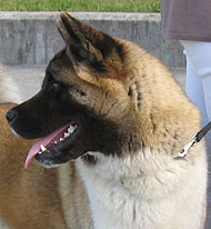 Japanese American Akita dog