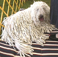 photo of a komondor dog
