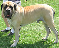 mastiff dog