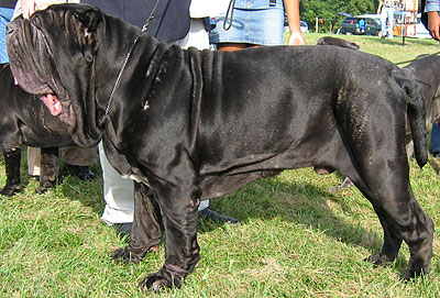 neapolitan mastiff dog