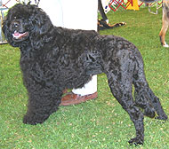 photo of portuguese water dog
