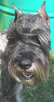 photo of a standard schnauzer dog