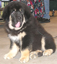 what a tibetan mastiff puppy looks like
