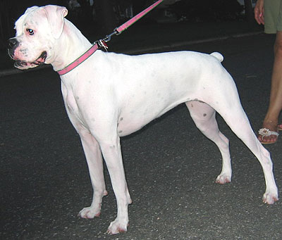 photo of white boxer dog